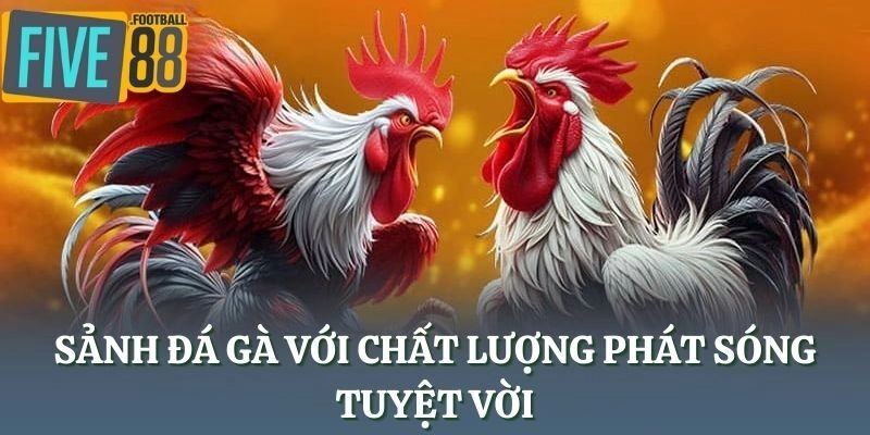 Sảnh Đá Gà với chất lượng phát sóng tuyệt vời